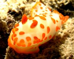 Nudi taken on sand patch at PVC, Perhentian Island, Malay... by Mohan Thanabalan 